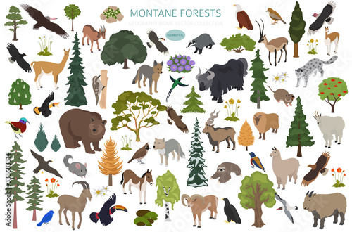 Montane forest biome, natural region infographic. Isometric version. Terrestrial ecosystem world map. Animals, birds and vegetations ecosystem design set