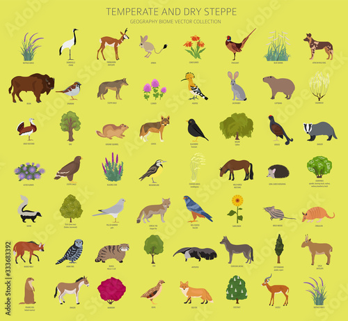 Temperate and dry steppe biome, natural region infographic. Prarie, steppe, grassland, pampas. Terrestrial ecosystem world map. Animals, birds and vegetations ecosystem design set