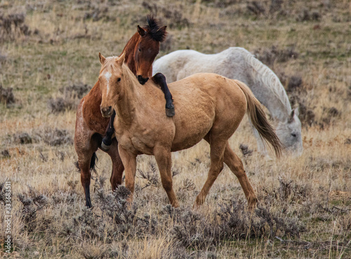 mare and foal in a field