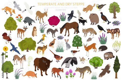 Temperate and dry steppe biome, natural region isometric infographic. Prarie, steppe, grassland, pampas. Terrestrial ecosystem world map. Animals, birds and vegetations ecosystem design set photo