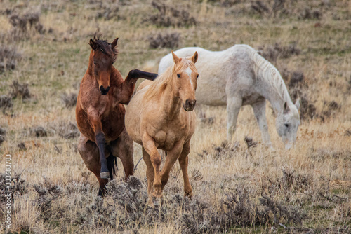 Fototapeta Naklejka Na Ścianę i Meble -  three horse in a field