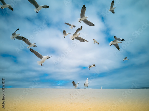 Seagulls flying over beach Africa Cape Town Table Mountain in background