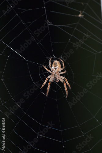 Spider making it's web trap