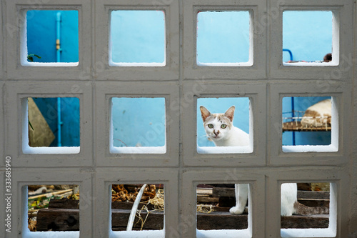 Stray cat look out through concrete wall block windows of an old building