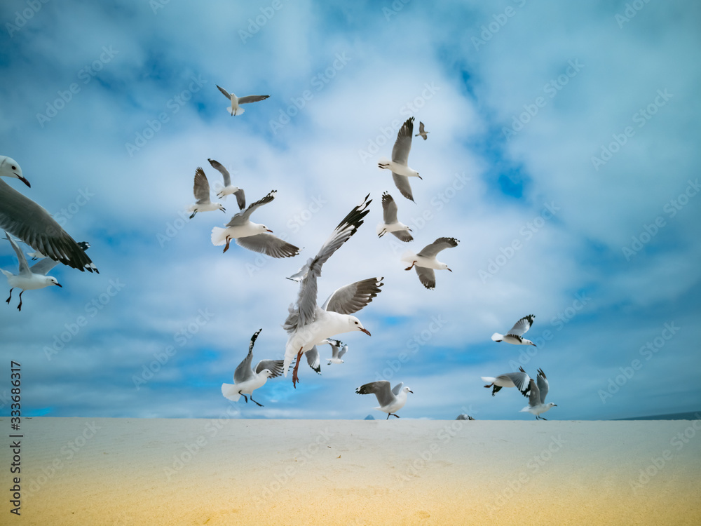 Fototapeta premium Seagulls flying over beach Africa Cape Town Table Mountain in background