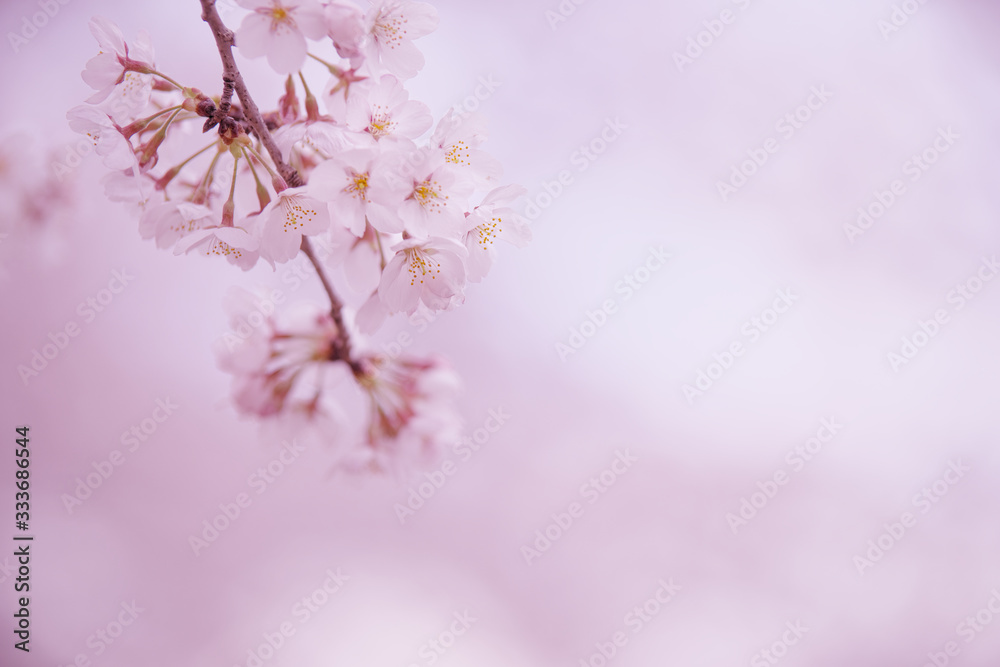 背景をぼかしたソメイヨシノの花
