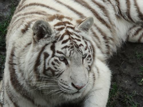 Fototapeta Naklejka Na Ścianę i Meble -  tigre blanc vue de face