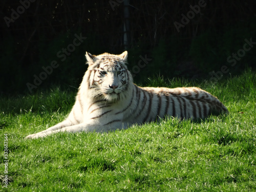 tigre blanc vue de face