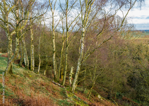 Woodland Landscape in North East England, UK.