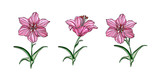 Vector flower arrangements with Lily flowers.