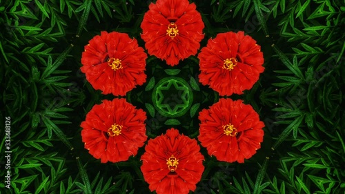 Red flower kaleidoscope stock video
