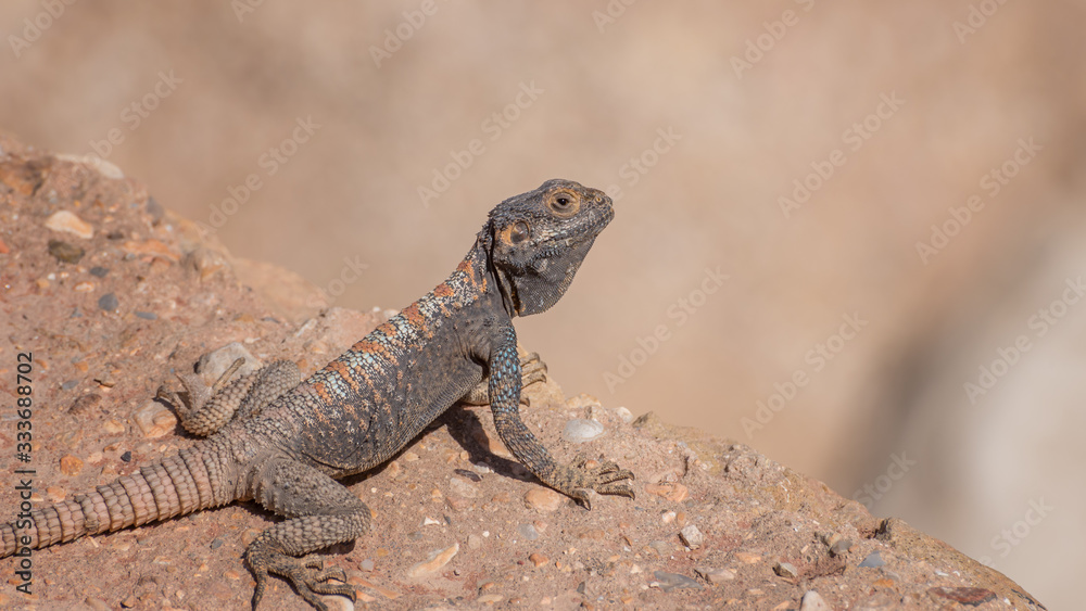 Yellow-spotted Agama, Trapelus flavimaculatus in desert in Jordan. Specie of agamid lizard of Middle East. Wild animals life Yellow-spotted Agama, Trapelus flavimaculatus in desert in Jordan. Specie of agamid lizard of Middle East. Wild animals life