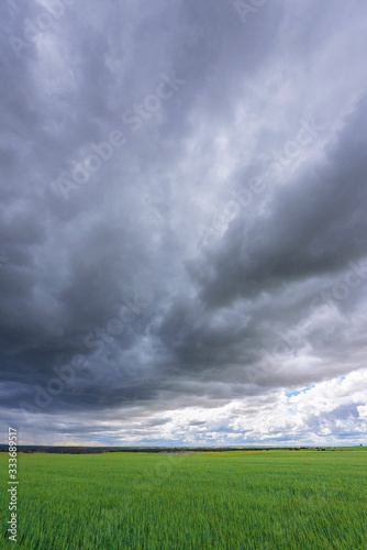 wheat field under stormy sky