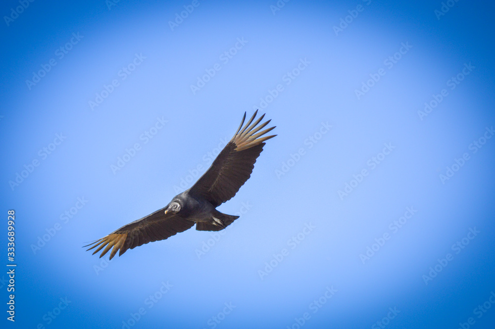 Obraz premium Bird in flight