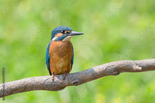 Awesome portrait of common Kingfisher (Alcedo atthis)