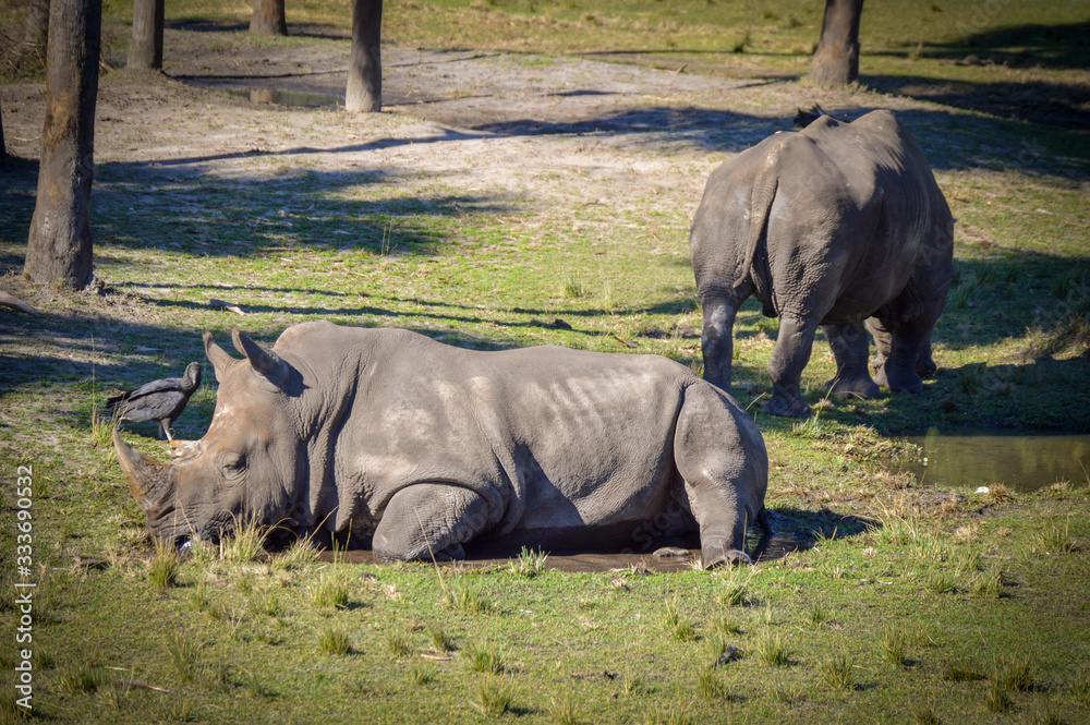Obraz premium rhinoceros in the wild