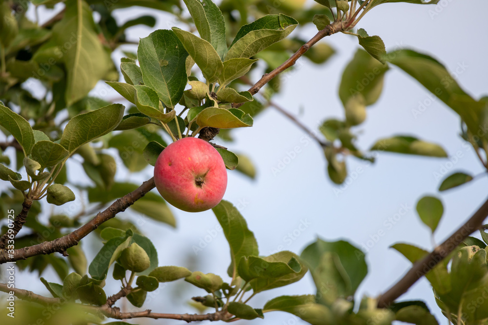red apple on tree