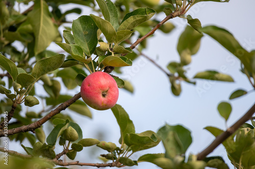 Obraz na płótnie red apple on tree w salonie
