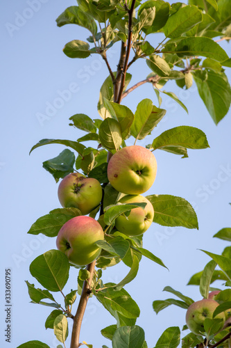 Obraz na płótnie apples on tree w salonie