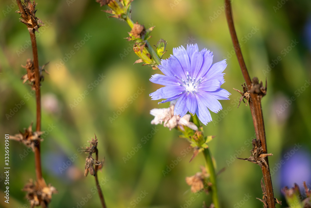 Chicory Flower