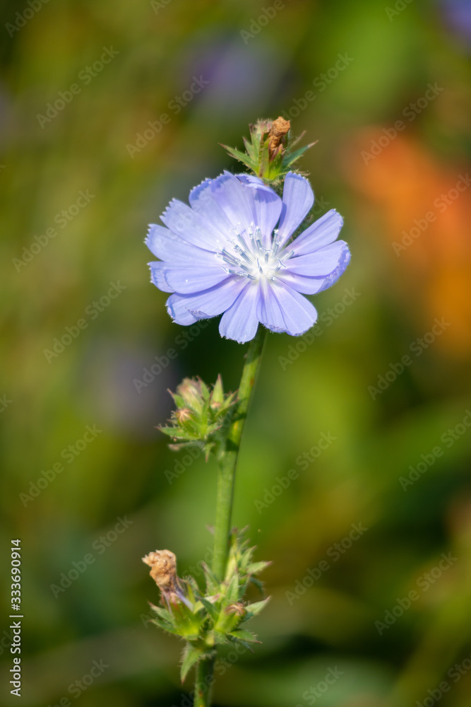 Chicory flower