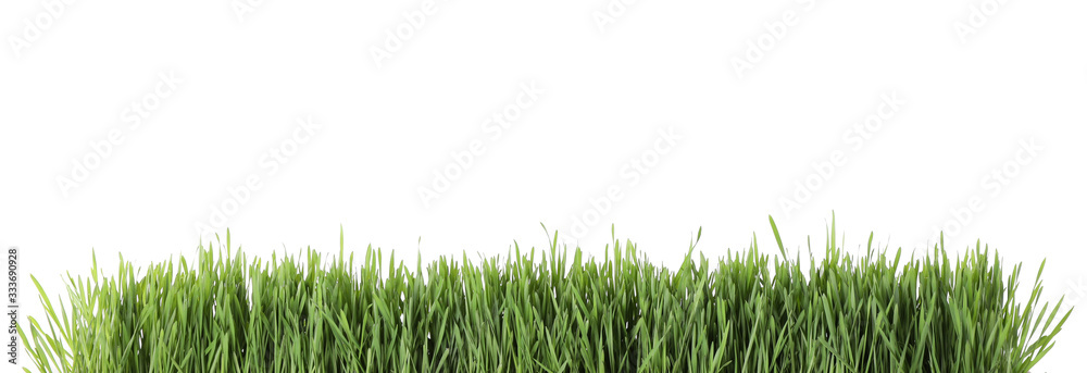 Fresh green grass on white background. Spring season Fresh green grass on white background. Spring season
