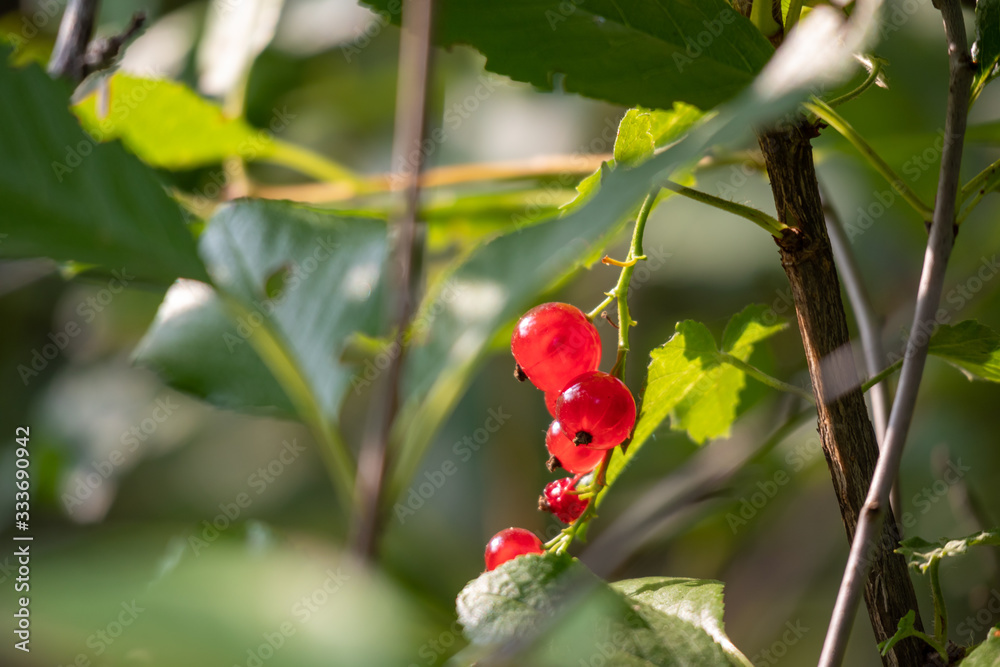 red berries on tree
