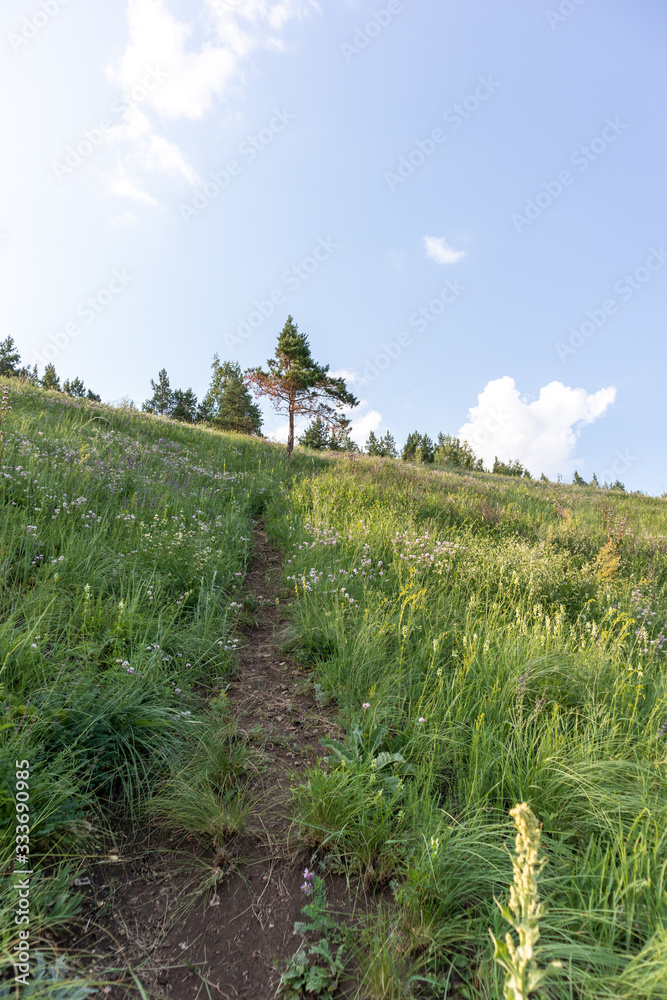 Path to pine tree through a green field