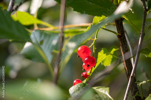 Obraz na płótnie red berries on tree w salonie