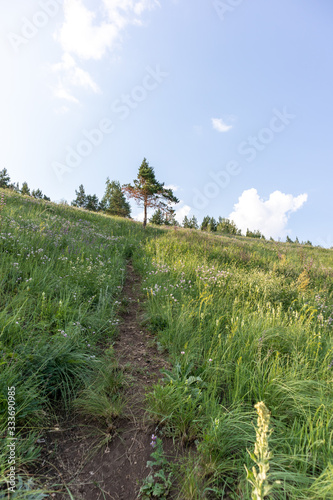 Obraz na płótnie Path to pine tree through a green field w salonie