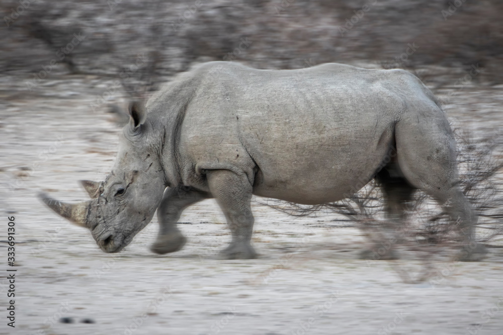 Naklejka premium rhino in the bush