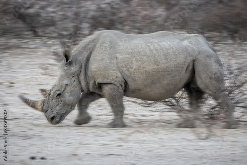 rhino in the bush