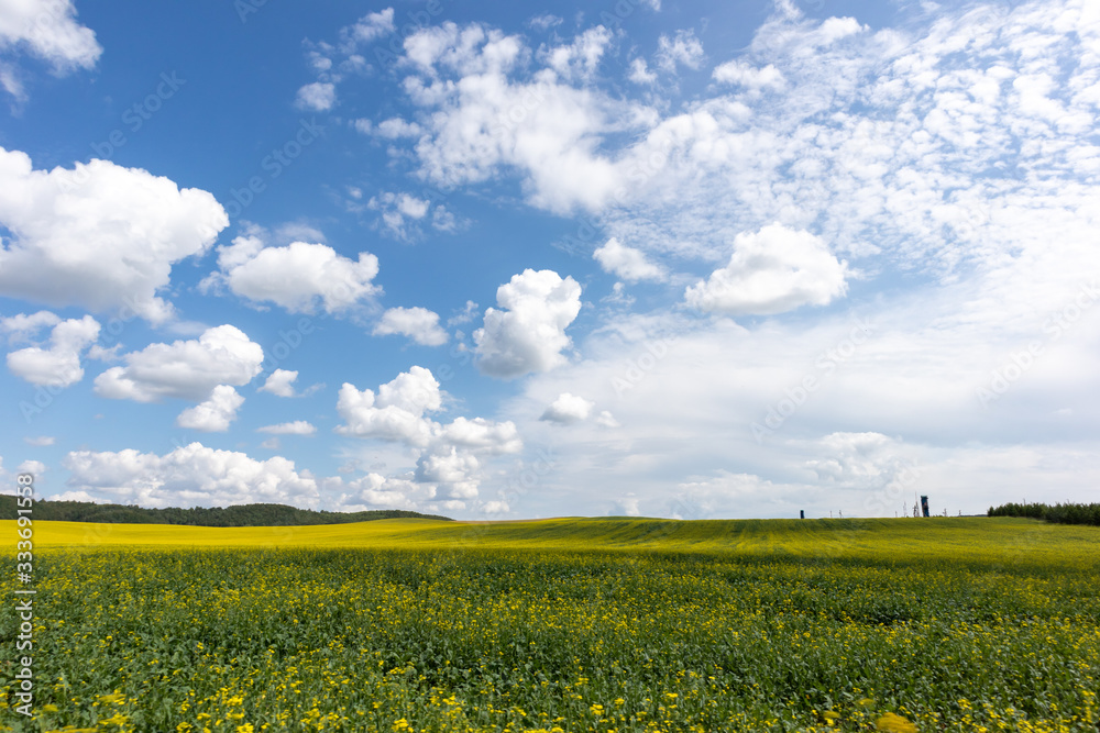 White Clouds Over Yellow field