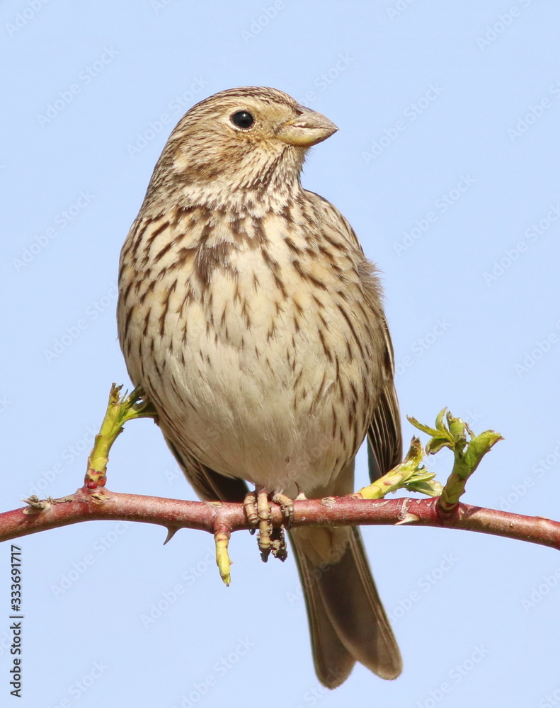 Close up Corn bunting on branch, miliaria calandra Close up Corn bunting on branch, miliaria calandra