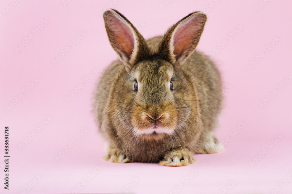 brown cute fluffy rabbit sitting on a colored background in the Studio.