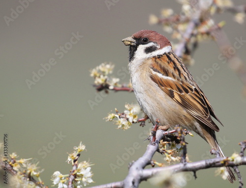 Tree sparrow on branch, passer montanus