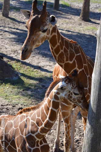 Sticker Giraffe in the Zoo