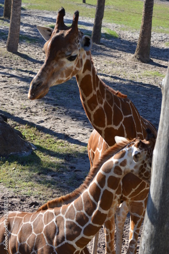 Photography Giraffe in the Zoo