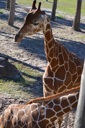 Canvas Print Giraffe in the Zoo