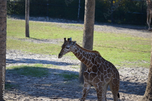 Photography Giraffe in the Zoo