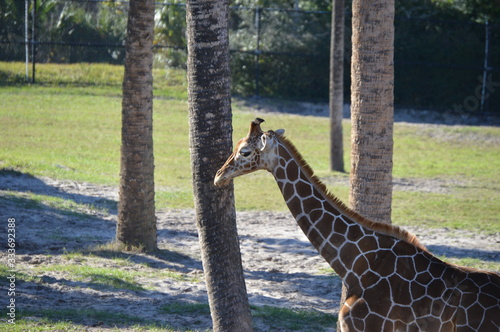 Photography Giraffe in the Zoo