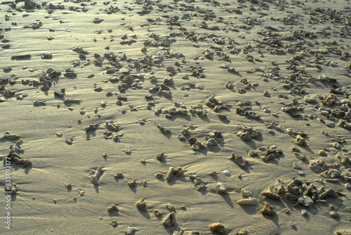 a band of coral photo