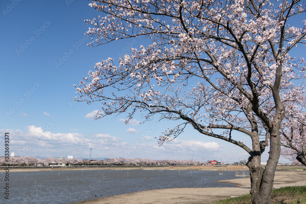 伊佐沼の桜 川越市