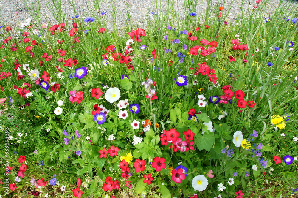 colorful flower variety in extensive flowering area