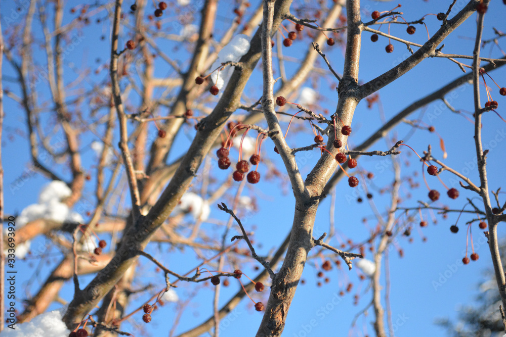 Snow-covered Crab Apples Tree Branch in Winter Snow-covered Crab Apples Tree Branch in Winter