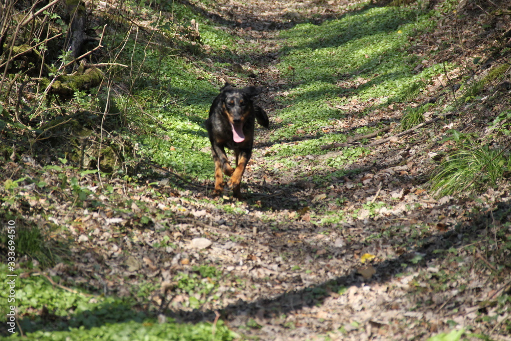 Sheepdogs playing and running in the forest Sheepdogs playing and running in the forest