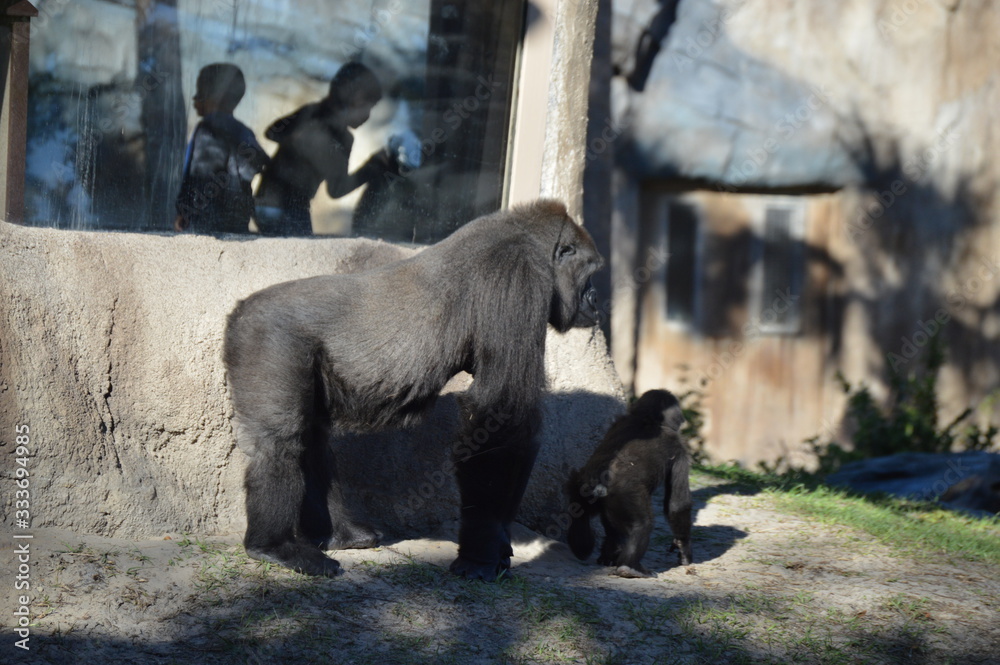 Naklejka premium Gorilla in the Zoo