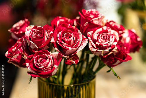 Closeup image of beautiful flowers wall background with amazing red and white frou frou roses Retro filter. photo