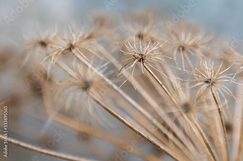 Large empty inflorescences Hogweed in blurred background