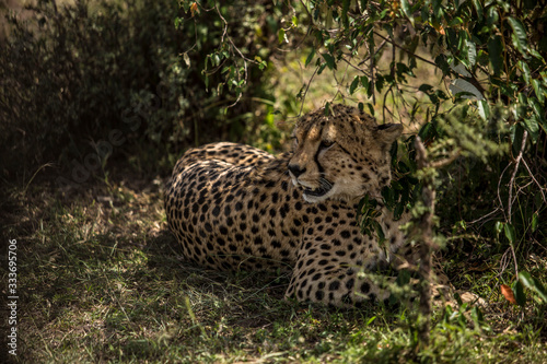 Cheetah Laying in the Shade of the Savannah in Africa